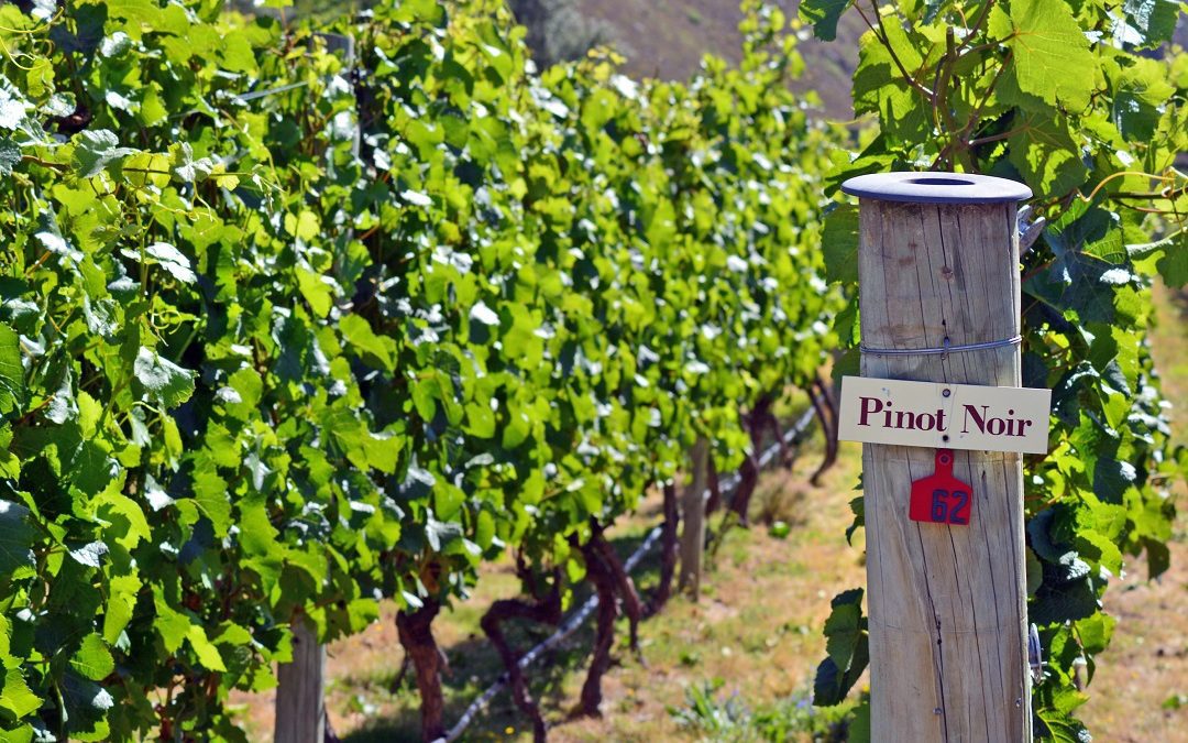‘Cinquanta sfumature di Pinot Noir’, a Voghera due giorni di buon vino – www.lombardianotizie.online