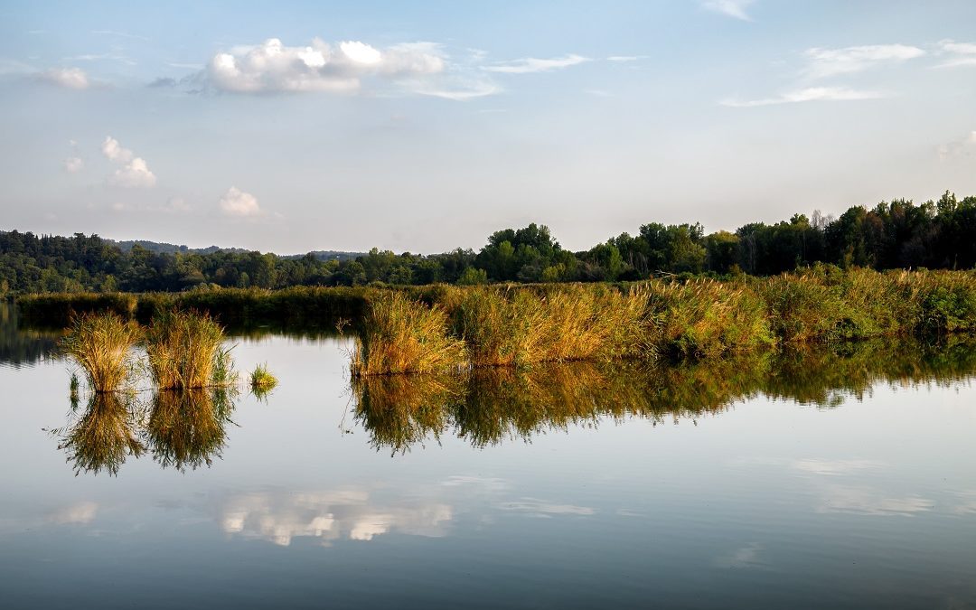 Bando Bioclima progetti salvano specie animali e ecosistemi – www.lombardianotizie.online