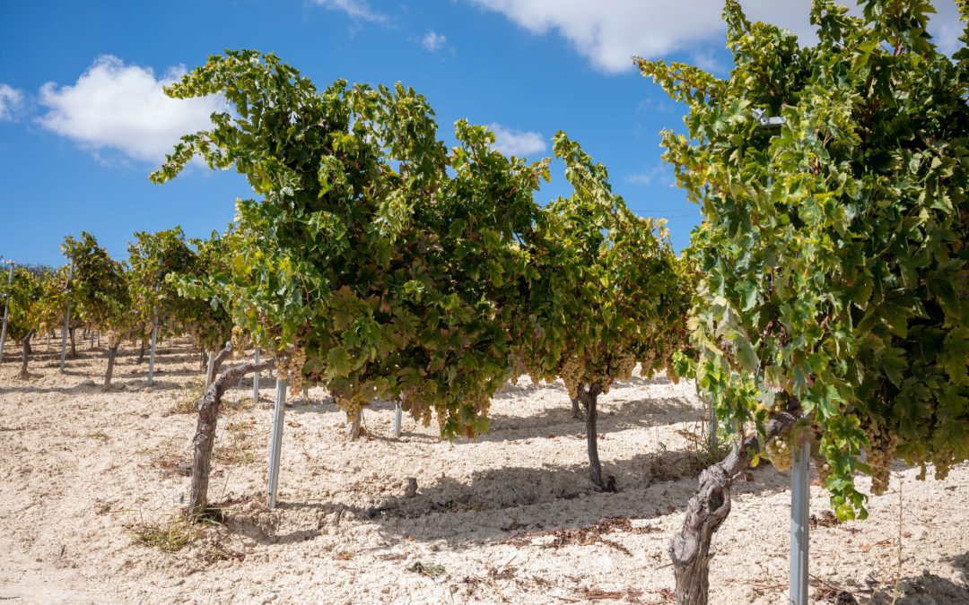 Tracciamento gessi,Rolfi e Cattaneo:CorteCostituzionale ci ha dato ragione – www.lombardianotizie.online