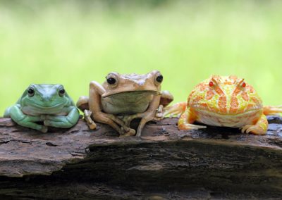 Biodiversità. Anfibi protetti, centro riproduzione al Bosco di Vanzago – www.lombardianotizie.online