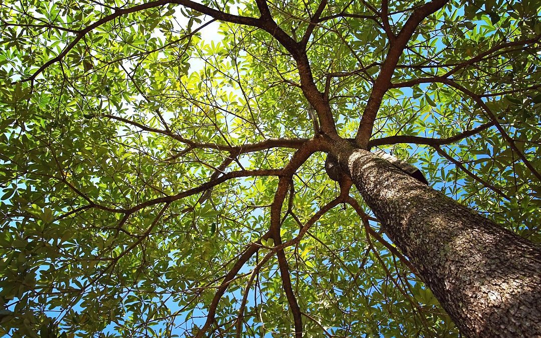 Giornata degli alberi, Cattaneo: fondamentali per mitigare emissioni – www.lombardianotizie.online