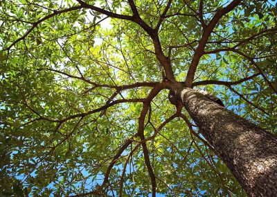 Giornata degli alberi, Cattaneo: fondamentali per mitigare emissioni – www.lombardianotizie.online