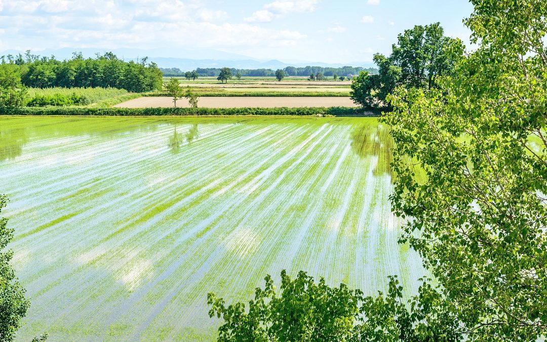 Nel nuovo Piano di Sviluppo Rurale nuovi fondi per i risicoltori – www.lombardianotizie.online