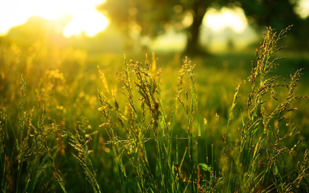 Siti inquinati, da Regione Lombardia oltre 4 milioni di euro per bonifica aree – www.lombardianotizie.online