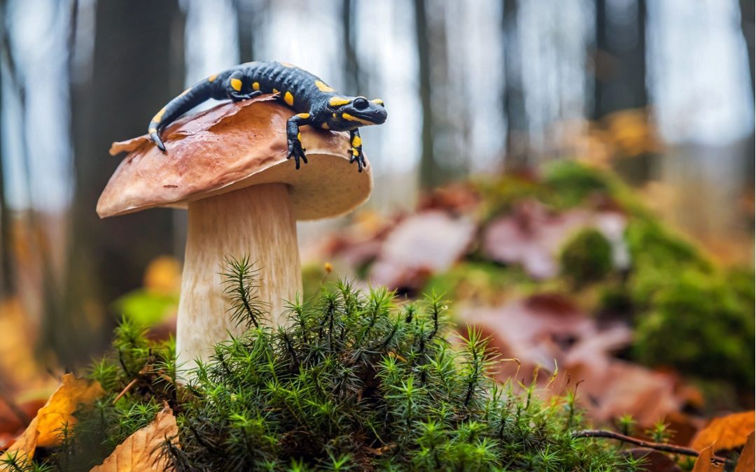 Giunta approva strategia Regione biodiversità – www.lombardianotizie.online