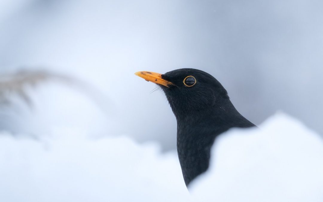Giorni della Merla, in Lombardia minime da record. Tradizione rispettata – www.lombardianotizie.online