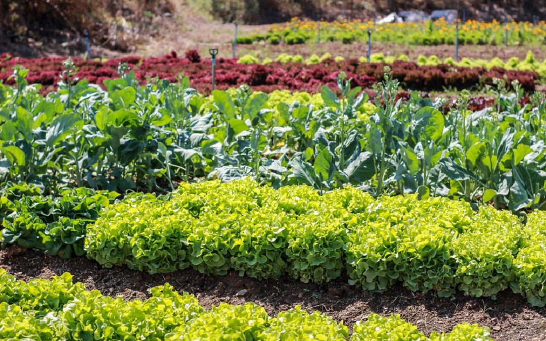 Nuovo bando per orti di lombardia – www.lombardianotizie.online