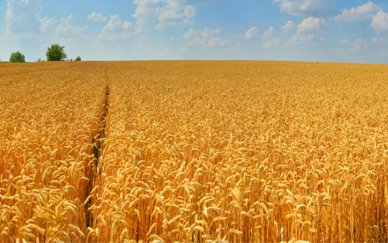 AGEA, aperta la campagna PAC 2023-2027 – www.politicheagricole.it
