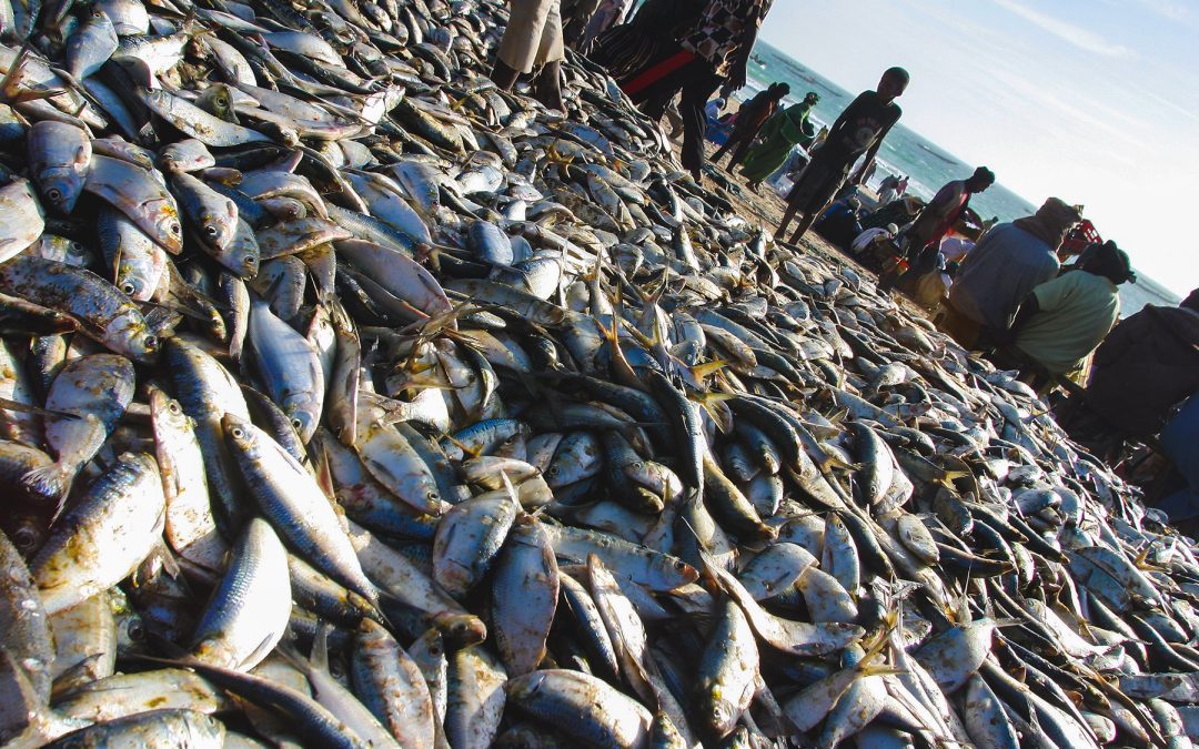 MEPs endorse the largest EU’s fisheries agreement, with Mauritania | News – www.europarl.europa.eu