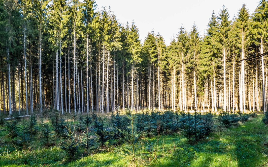 Parliament adopts new carbon sinks goal that increases EU 2030 climate ambition | News – www.europarl.europa.eu