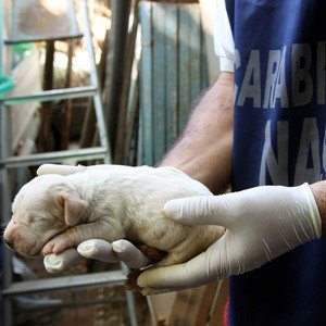 vasta operazione di controllo di canili e gattili a livello nazionale, verificate 876 strutture di cui 26 sottoposte a sequestro con 871 cani – www.salute.gov.it