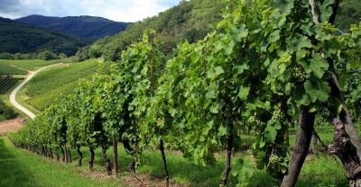 Nuovi impianti viticoli annualità 2023 – www.lazioeuropa.it