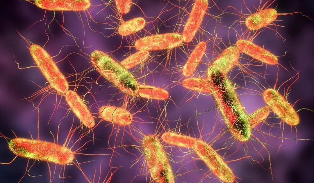 L’EFSA e l’ECDC indagano su un focolaio epidemico plurinazionale di Salmonella legato ad alcuni prodotti a base di cioccolato – www.efsa.europa.eu