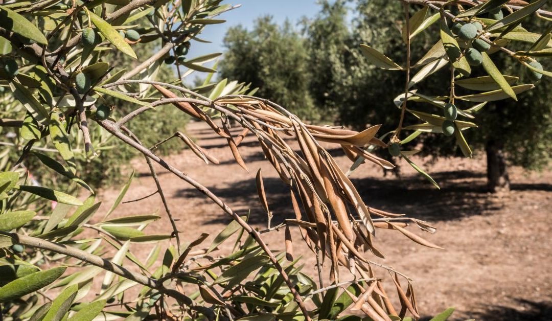 Xylella fastidiosa: è la “ricerca applicata” la chiave del successo – www.efsa.europa.eu