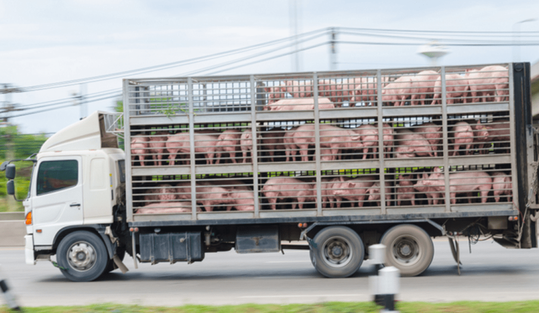 Ridurre la diffusione della resistenza agli antimicrobici durante il trasporto di animali: l’EFSA descrive misure attenuative – www.efsa.europa.eu