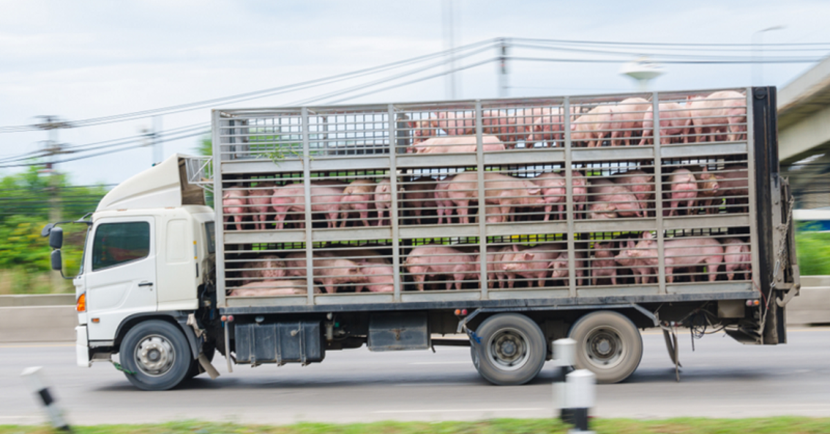 pigs-on-truck-running-road.png