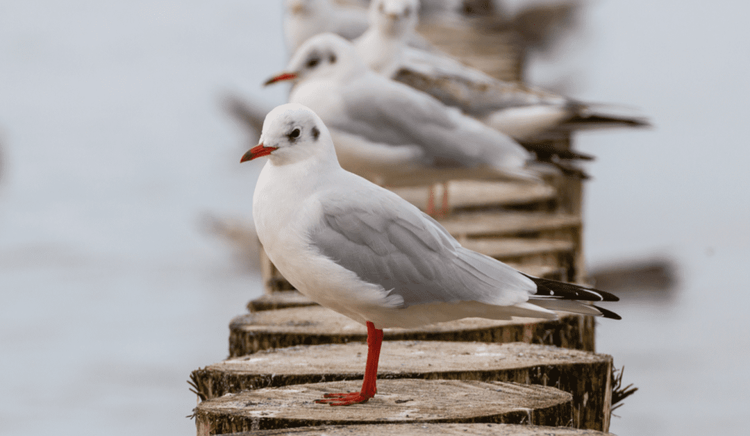 EFSA, ECDC, EURL: focolai di influenza aviaria in atto nei volatili, basso il rischio per il pubblico – www.efsa.europa.eu