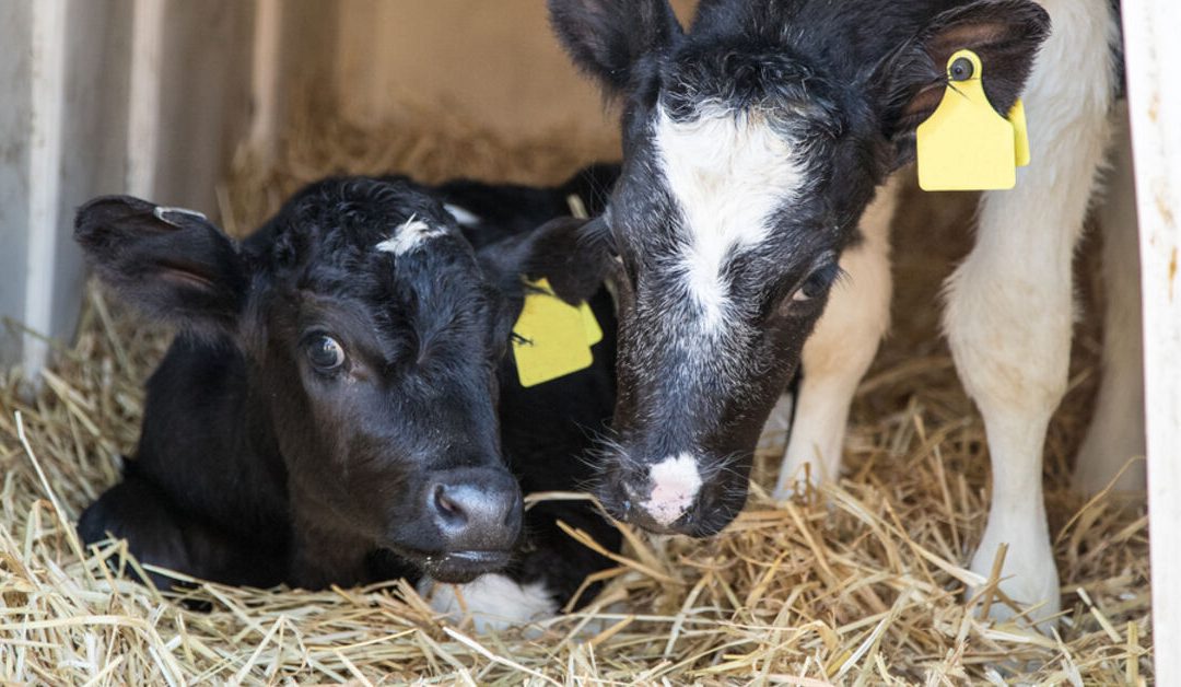 EFSA: stabulare i vitelli in piccoli gruppi per migliorarne il benessere – www.efsa.europa.eu