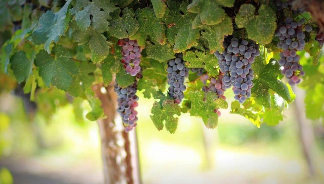 OCM Vitivinicolo, proroga scadenza adesione alla norma transitoria – www.lazioeuropa.it