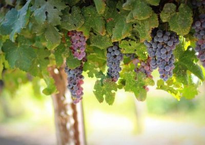 OCM Vitivinicolo, proroga scadenza adesione alla norma transitoria – www.lazioeuropa.it
