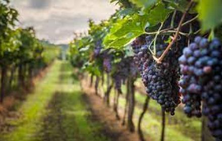 Agricoltura, anno record per la spesa a sostegno del settore vitivinicolo