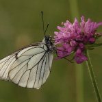 Tutela della fauna – www.regione.fvg.it