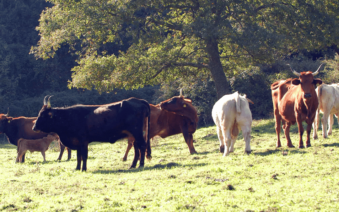 Zootecnia, due milioni di euro per l’acquisto di riproduttori bovini. L’Assessore Murgia: “Risorse importanti per migliorare la qualità degli allevamenti sardi” – www.regione.sardegna.it