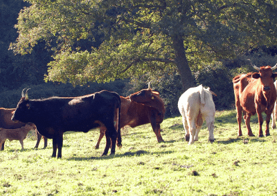 Zootecnia, due milioni di euro per l’acquisto di riproduttori bovini. L’Assessore Murgia: “Risorse importanti per migliorare la qualità degli allevamenti sardi” – www.regione.sardegna.it