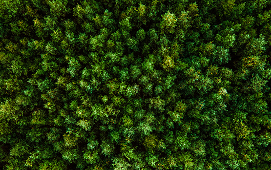 Foreste: al via domande per agevolazioni a sostegno dei Contratti di filiera – www.politicheagricole.it