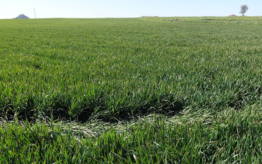 Invasione cavallette, due milioni di euro agli agricoltori danneggiati. Il Presidente Solinas: “Intervento indispensabile per far fronte a una vera emergenza” – www.regione.sardegna.it