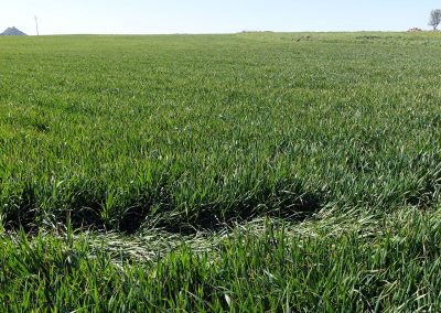 Invasione cavallette, due milioni di euro agli agricoltori danneggiati. Il Presidente Solinas: “Intervento indispensabile per far fronte a una vera emergenza” – www.regione.sardegna.it