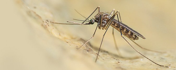 West Nile, la Toscana adotta il piano di sorveglianza 
						 – www.toscana-notizie.it