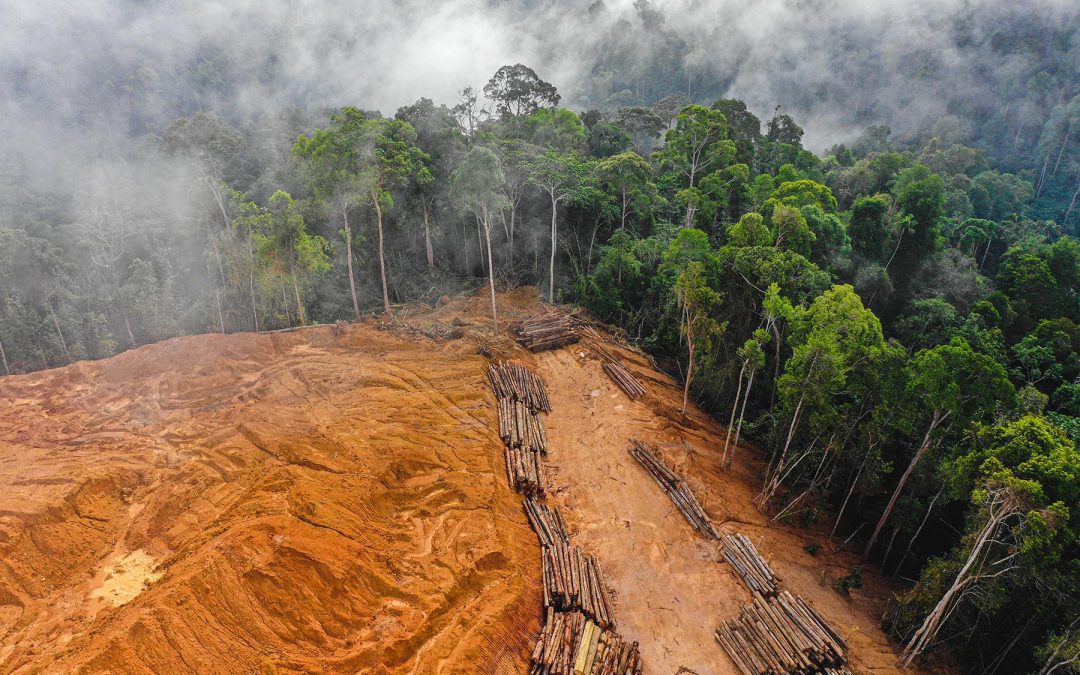 Parliament adopts new law to fight global deforestation | News – www.europarl.europa.eu