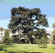 Alberi monumentali – www.regione.toscana.it