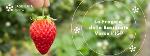 LA FRAGOLA DELLA BASILICATA VERSO LâIGP ARRIVA NEI CINEMA ITALIANI
		 – www.regione.basilicata.it