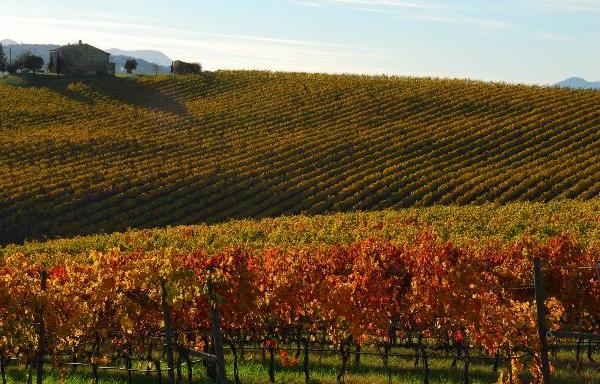 “Vino in Toscana”, martedì 18 Saccardi inaugura il primo corso per le scuole turistiche 
						 – www.toscana-notizie.it