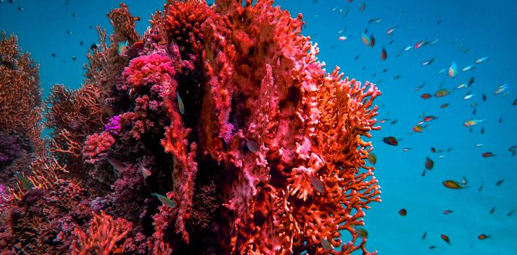 Pesca del corallo rosso in Sardegna: richiesta autorizzazioni entro il 25 aprile


      
        Browse
      
    
    

            
  
    

      

  


          
   – www.sardegnaimpresa.eu