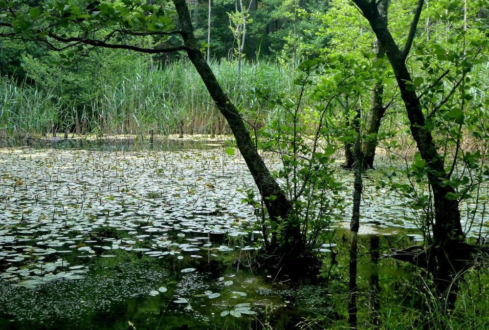 Monitoraggio sullo stato di conservazione di specie e habitat di interesse comunitario   – www.regione.toscana.it