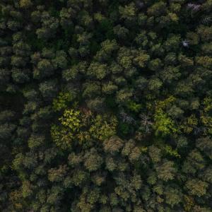 Foreste, al via il bando a sostegno dei contratti di filiera – www.sardegnaimpresa.eu