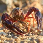 Specie aliene invasive – IAS (Invasive Alien Species) – www.regione.fvg.it