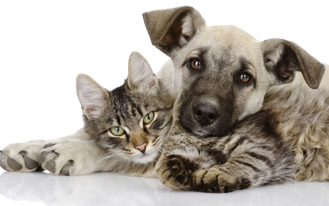 Premiate due Asl toscane per la gestione degli animali da affezione 
						 – www.toscana-notizie.it