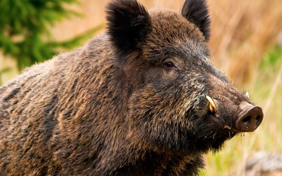 African swine fever decreases in pigs and wild boar in the EU during 2022 – www.efsa.europa.eu