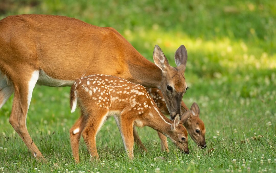 Centri recupero fauna selvatica, da Regione Lombardia 510.000 euro – www.lombardianotizie.online