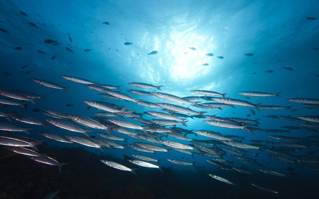 Bando pesca e acquacoltura: modifiche e proroga termini – www.lazioeuropa.it