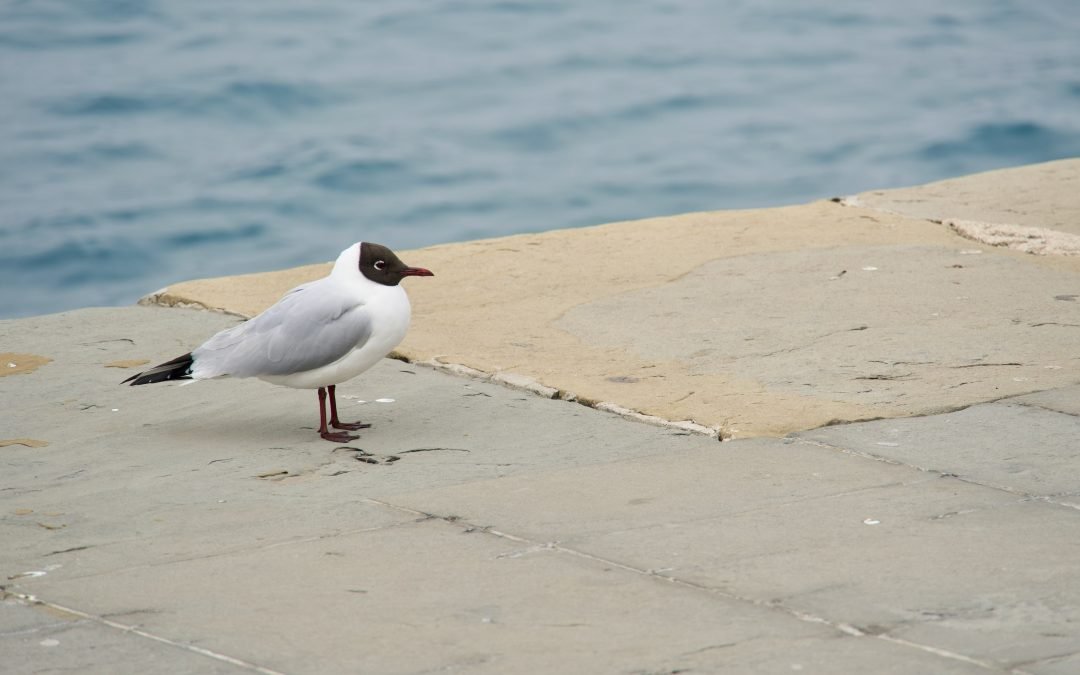Avian influenza decreases in poultry in Europe, seagulls heavily affected – www.efsa.europa.eu