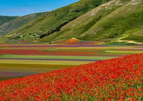 fioritura di castelluccio, definito il piano di mobilità sostenibile. assessore melasecche: positivo risultato grazie alla collaborazione fra tutti gli enti coinvolti – www.regione.umbria.it