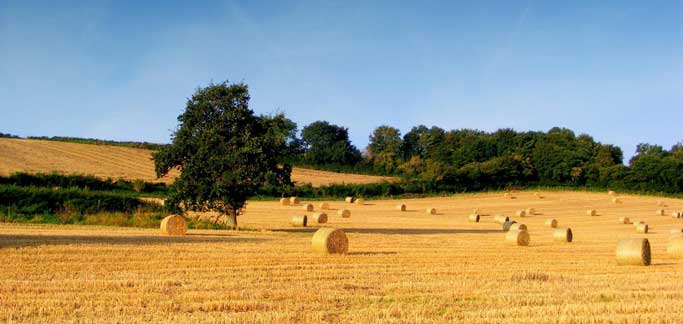 Agricoltura: economie di spesa per 15 milioni,  aumentano i beneficiari dei bandi 
						 – www.toscana-notizie.it
