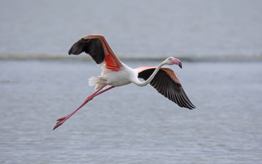 Il fenicottero rosa torna a nidificare alla Diaccia Botrona. Monni: “Emozione straordinaria” 
						 – www.toscana-notizie.it