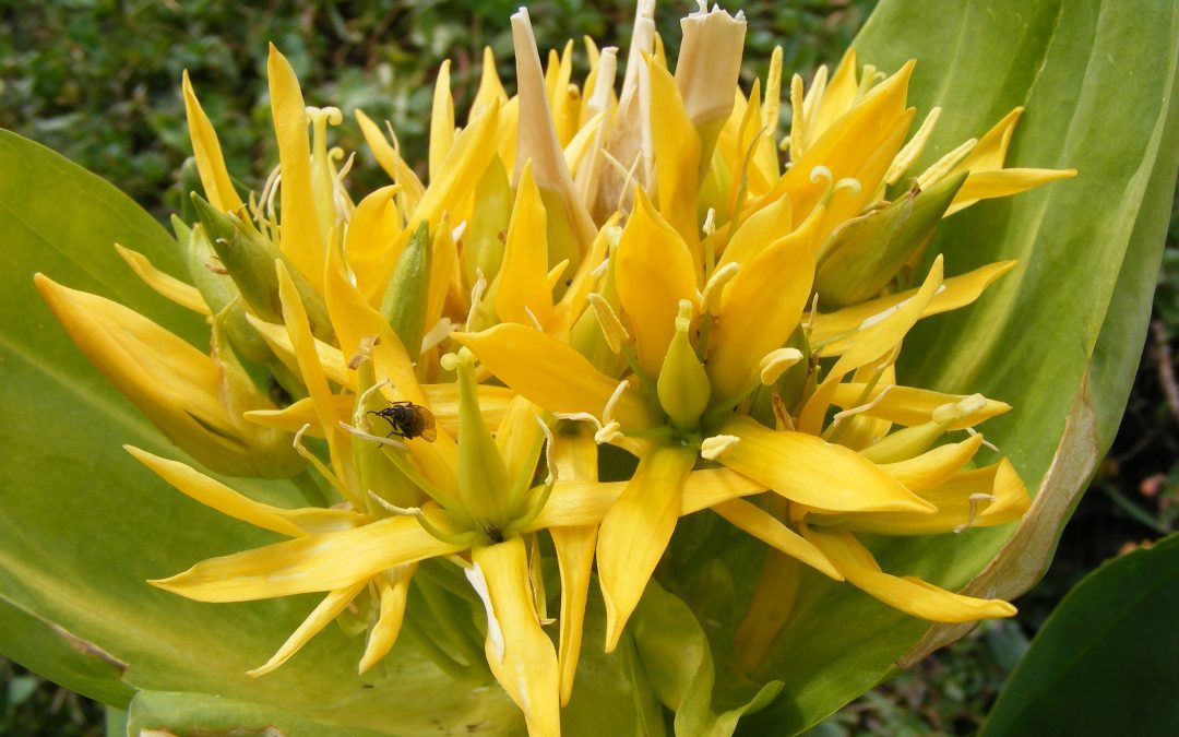 Piante officinali, arrivano le disposizioni per raccoglierle e trattarle 
						 – www.toscana-notizie.it