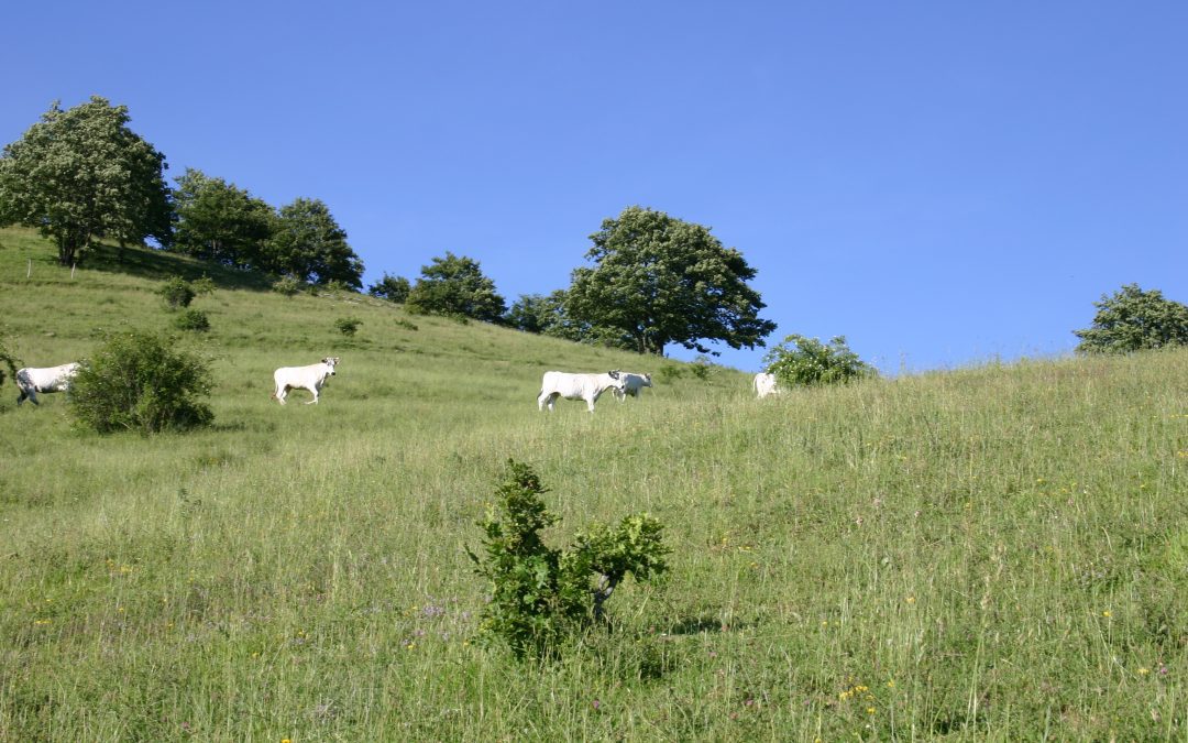 Vitellone Bianco Appennino Centrale Igp: festeggiati 25 anni di storia, gusto e qualità 
						 – www.toscana-notizie.it